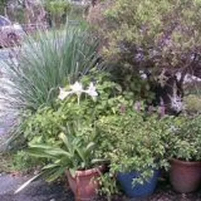 Mohanaturo Holistics